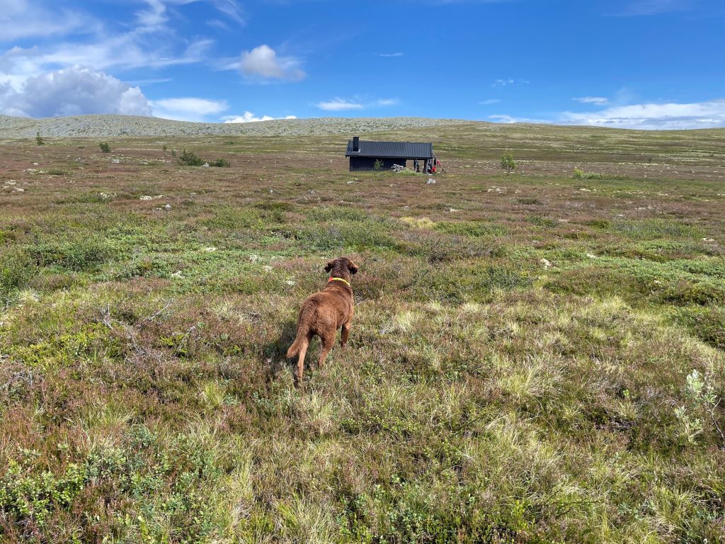 Dog on the plains of a mountain